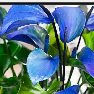 ADD $1 - 10 Anthurium Plant Seeds for Garden or Indoor 'flowers' Pretty Colours